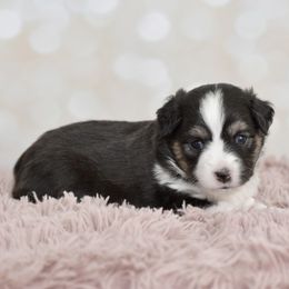 Ariel - Black tri female Toy Australian Shepherd puppy in Wichita Falls, Texas from Shooting Stars Ranch Toy and Mini Aussies