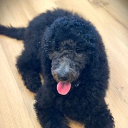 Violet - Silver Poodle puppy in Texas from Palace Pups NTX
