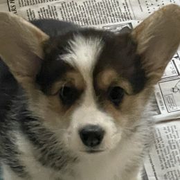 Tri-Color Girl - Willow - Black and tan Pembroke Welsh Corgi puppy in Frostburg, Maryland from Mountain Maryland Corgis
