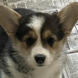 Tri-Color Girl - Willow - Black and tan Pembroke Welsh Corgi puppy in Frostburg, Maryland from Mountain Maryland Corgis