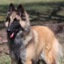 Vision - Belgian Tervuren