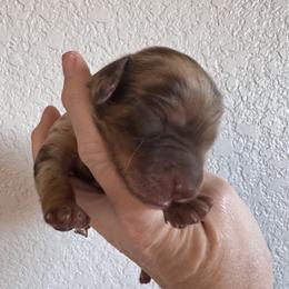 Remmy - Dapple male Dachshund puppy in Bentonville, Arkansas from T & D Dachshunds by design