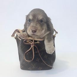 AC Slater - Chocolate and cream male Dachshund puppy in Perris, California from The Dach House