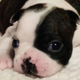 Boston Terriers from Ashley Moore's Boston Terriers