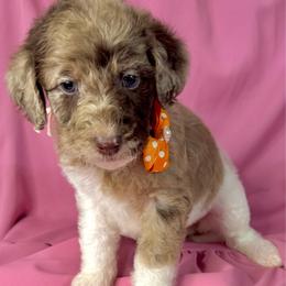 Peaches - Merle female Labradoodle puppy in Candler, North Carolina from Maple Bakin’ Doodles