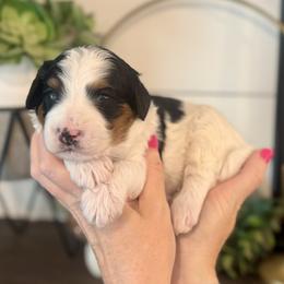 Mario- red collar male - Tri-color male Bernedoodle puppy in Salt Lake County, Utah from Coco Avenue Pups