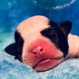 American Staffordshire Terrier Puppies from Angel Moon Terriers