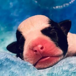 American Staffordshire Terrier Puppies from Angel Moon Terriers