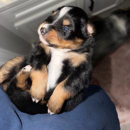 Rowdy - Black tri male Miniature Australian Shepherd puppy in Sweeny, Texas from Peach Creek Minis