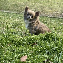 Dumplin - Chihuahua
