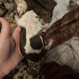 Girl 1 - Parti female Poodle puppy in Livingston, Louisiana from Hades Flame Kennel