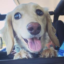 Dachshunds from Muddy Paws Doxies
