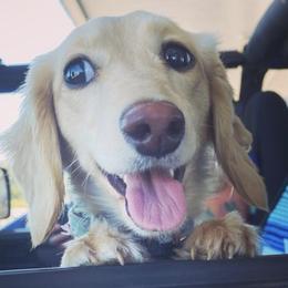Dachshunds from Muddy Paws Doxies