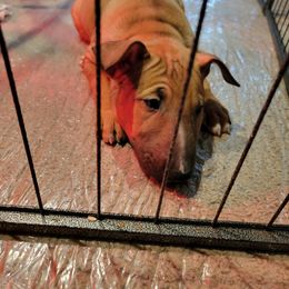 Bull Terrier Puppies from The Noble Bull Terriers