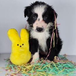 Nessie - Black and white female Border Collie puppy in Chicora, Pennsylvania from Riverwood