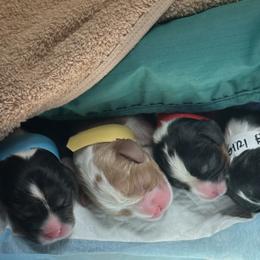 Dexter - Tri-color male Cavalier King Charles Spaniel puppy in S AI Nt Louis, Missouri from DunEakins Cavaliers