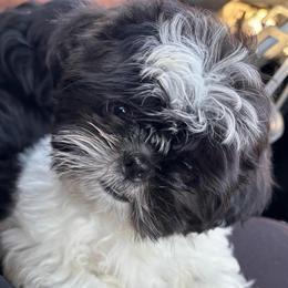 Ethan - Black and white male Shih Tzu puppy in Hemet, California from Aloha Shih Tzu