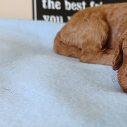 Goldendoodle Puppies from JDoodles