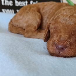 Goldendoodle Puppies from JDoodles