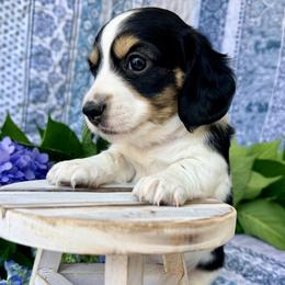 Milkshake 2800 - Piebald male Dachshund puppy in Hendersonville, North Carolina from Snarky Doxy Miniature Dachshunds