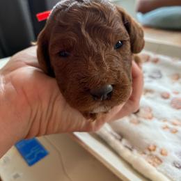 Tigger - Red male Cockapoo puppy in Adrian, Oregon from ApplebyFarm
