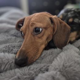 Penny - Dachshund
