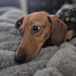 Penny - Dachshund