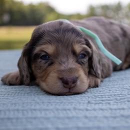 Joe - Dapple male Dachshund puppy in Excel, Alabama from CJ’s Little Palace