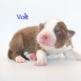 Volt - Red tri-color male Australian Shepherd puppy in Coldwater, Michigan from Northern Star Australian Shepherds