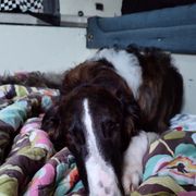 Borzoi and Samoyed Puppies from Kalabria