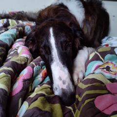 Borzoi and Samoyed Puppies from Kalabria