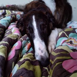 Borzoi and Samoyed Puppies from Kalabria