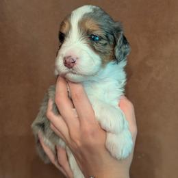 Liberty - Blue merle female Aussiedoodle puppy in New Durham, New Hampshire from Ridgeview Aussiedoodles