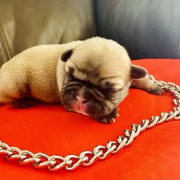 French Bulldog Puppies from Frenchie Paws