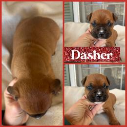 Dasher - Red male American Staffordshire Terrier puppy in Marietta, Georgia from Ambition Amstaffs
