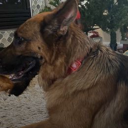 German Shepherds from Iron Paw