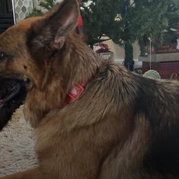 German Shepherds from Iron Paw