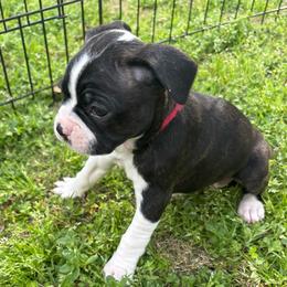 D. Girl 5 (red) - Black brindle and white female Boston Terrier puppy in Mc Donough, Georgia from Ballard Boston Terriers