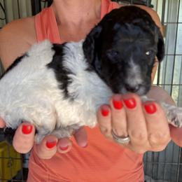 Boy 3-parti boy - Parti male Poodle puppy in Wentworth, South Dakota from PaintersPreciousPoodles