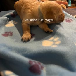 Golden Retriever Puppies from Golden Kiss Retrievers