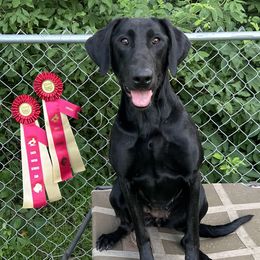 Deja - Labrador Retriever