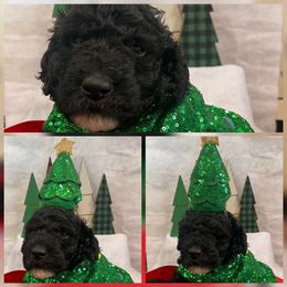 Meadow - Black female Goldendoodle puppy in Tennessee from Middle Tennessee Golden Doodles