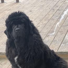 Newfoundlands from Faithful Acres Newfs