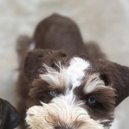 Miniature Schnauzers from The_K_Schnauzers