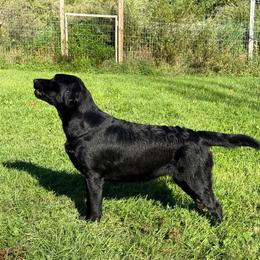 Flora - Labrador Retriever