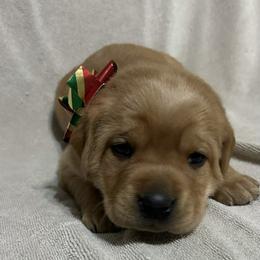 Maple - Yellow female Labrador Retriever puppy in Alcester, South Dakota from Theresa Rhodes