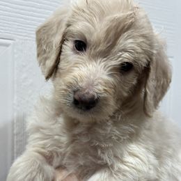 Rose  yellow collar - Goldendoodle puppy from Standard Goldendoodle and Doodles