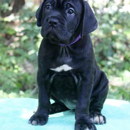 Lucy In The Sky - Black female Cane Corso puppy in Saint Cloud, Florida from Harlow Cane Corso