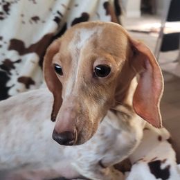 Sally - Dachshund