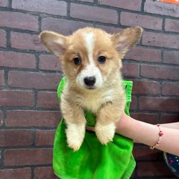 Dude - Red male Pembroke Welsh Corgi puppy in Delton, Michigan from CorGizmo